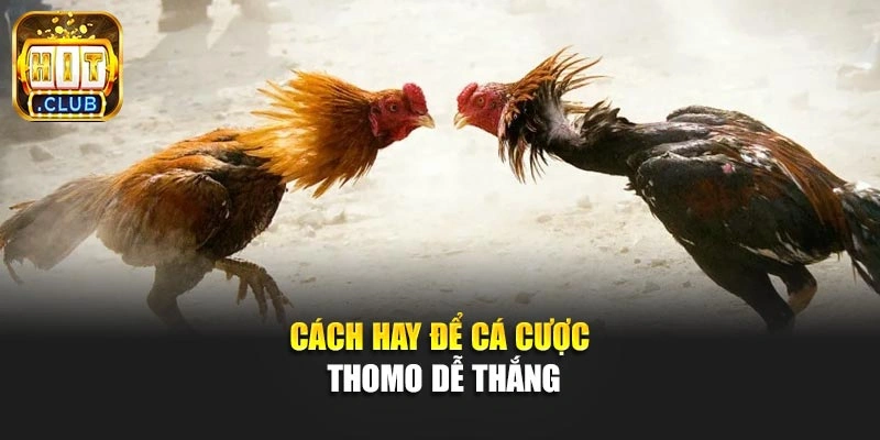 Cách hay để cá cược Thomo dễ thắng