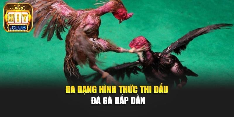 Đa dạng hình thức thi đấu đá gà hấp dẫn