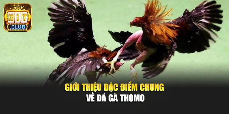 Giới thiệu đặc điểm chung về đá gà Thomo