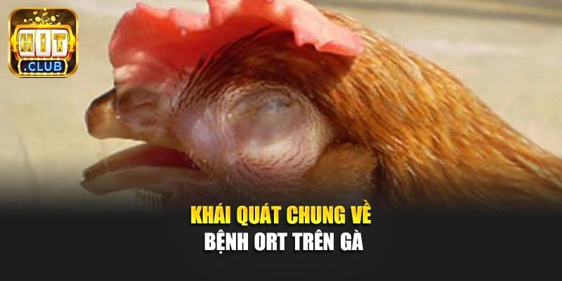 Khái quát chung về bệnh ORT trên gà