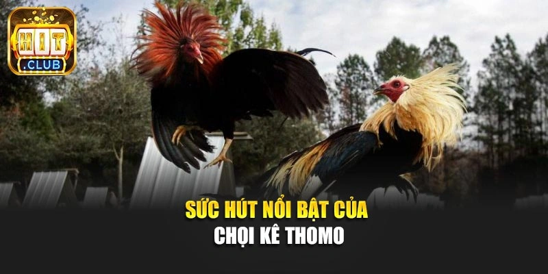 Sức hút nổi bật của chọi kê Thomo