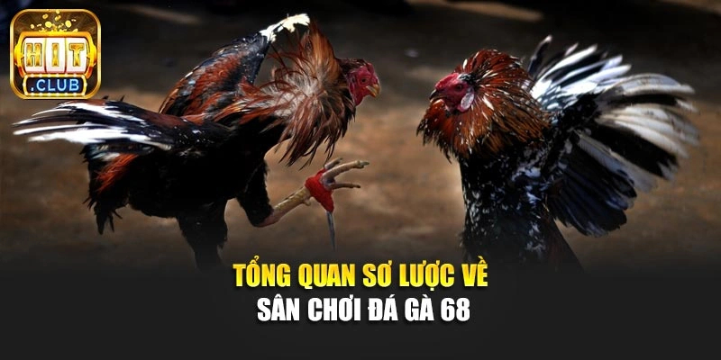 Tổng quan sơ lược về sân chơi đá gà 68